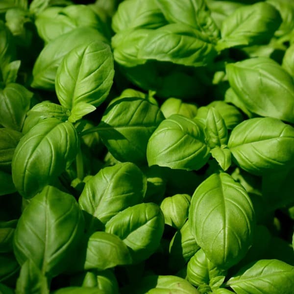 Basil
