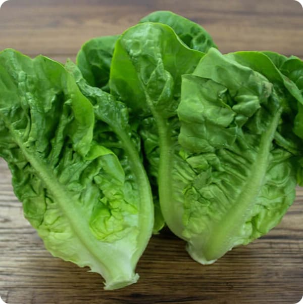 Gem lettuce