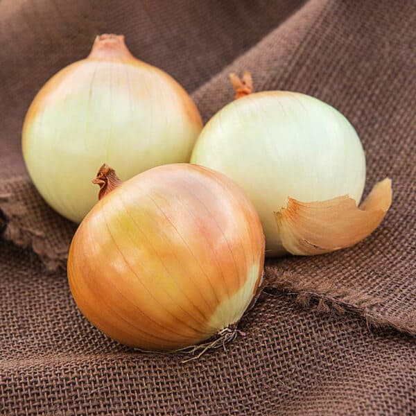 Onion