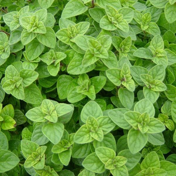 Oregano