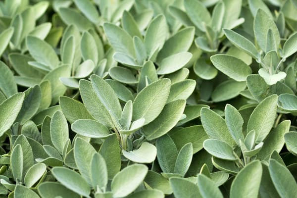 Sage leaves