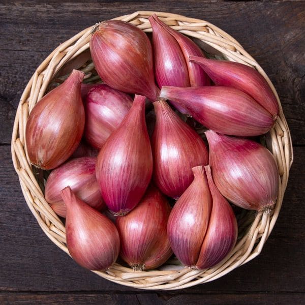 Shallot