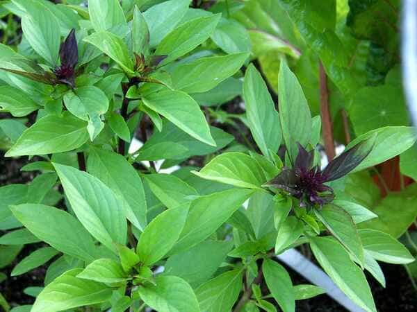 Thai basil